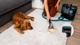 Миючий пилосос Cecotec Conga 7000 Carpet&Spot Clean Steam XXL Pro (A01_EU01_122356) - зображення 13