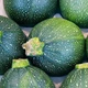 Кабачок Зеленый шар, 10 шт., традиция - изображение 2