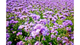 Фацелія Носівчанка 10 кг Агросвіт - зображення 7