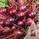 Буряк столовий Болтарді Syngenta 200 шт СЦ - зображення 2