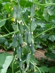 Огірок Капрікорн F1 Yuksel Seeds 250 шт - зображення 2