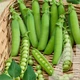 Горох мозговой Торнадо, 100 г, Садиба - изображение 3