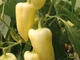 Перец сладкий, Хаски F1 EZ, 500 шт - изображение 2