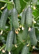 Огірок Капрікорн F1 Yuksel Seeds 10 шт - зображення 3