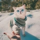 Свитер для котов (кошек) Узоры L Серый - изображение 8