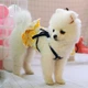Платье для собак PetCircle "Лимончики" белая L Petcircle Summer (2000003548576) - изображение 4