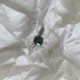Серебряное кольцо с натуральным сапфиром 1.481ct, вес изделия 2,02 гр (2214038) - зображення 3