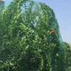 Сетка от птиц Agreen зеленая 4х5 м. 88692 - изображение 5