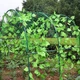 Сітка шпалерна 1,7х10 Agreen огіркова зелена фасована 004356 - изображение 9