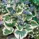 Брунера "Variegata" - зображення 1