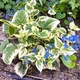Брунера "Variegata" - зображення 2