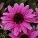 Ехінацея "SunMagic ' Vintage Hot Pink" саджанці багаторічних квітів - зображення 5