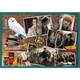 Пазл Trefl: Harry Potter — Мега коллекция (10 в 1) — 90392 - изображение 2