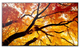 Монітор 65" Sharp MultiSync M652 (4550556130998) - зображення 1
