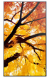 Монітор 65" Sharp MultiSync M652 (4550556130998) - зображення 4