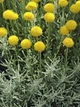 Сантолина кипарисообразная саженцы многолетних цветов - изображение 3