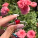 Намистина Pandora Серце Міккі Пандора Шарм S925 ALE - изображение 6