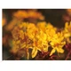 Объектив YONGNUO YN50mm F1.8 стандартный автофокусный для Canon EF - изображение 3