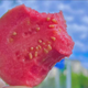 Семена розовой гуаявы Psidium guajava, экзотика на подоконнике, 10 шт. - изображение 1
