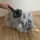 Щетка для вычесывания шерсти Purlov с функцией самоочистки массажная для котов и собак для длинной и короткой шерсти с эргономичной нескользящей ручкой и безопасными зубцами для ухода за домашними животными - изображение 2