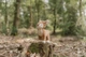 Maskotka-przytulanka Little Dutch LD9003 Mała Sarenka Fairy Garden (8713291890039) - obraz 4