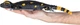 Zabawka interaktywna Revell Robo Friends Salamander 24705 (4009803247052) - obraz 5