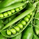 Семена Горох Шуга Бон, Sugar Bon Peas 5 шт/уп - изображение 8