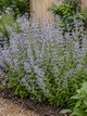 Каламінта (душевник) Nepeta ssp. Nepeta (в гірчику Р9) - зображення 1