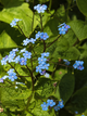 Бруннера Macrophylla (у гірчику Р9) - зображення 2