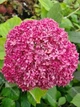 Гортензия древовидная "Magical Dark Pink" многолетние цветы кустарниками - изображение 5