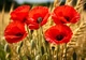Квартальный календарь на 2027 год «Маки» - изображение 2