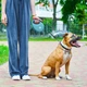 Повідець-рулетка для собак WAUDOG R-leash з контейнером для пакетів і світловідбивною стрічкою L до 40 кг 5 м блакитний (26292) - зображення 2
