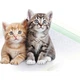 Впитывающие пеленки для кошек и собак Jialezi, одноразовые, для нескольких кошек, без запаха, 8 штук. - зображення 3