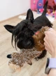 Іграшка для собак GiGwi Plush Вовк з пискавками, текстиль, 37 см (75325) - зображення 4