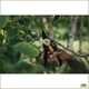 Плоскостной секатор Fiskars Solid P121 для садоводства - изображение 2