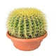 Кактус Echinocactus grusonii (Ехинокактус Грусония) - изображение 1