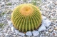 Кактус Echinocactus grusonii (Ехинокактус Грусония) - изображение 3