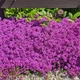 Саджанці Чебрецю (Тим'ян) раннього Пурпл Б'юті (Purple Beauty)в 380 гр горщику - изображение 2