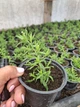 Саджанці Перлиниці, деревій птарміка (Achillea ptarmica «The Pearl») в 380гр горщиках - изображение 4