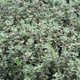 Саджанці Чебрецю лимонного «Сільвер Квін» (Thymus citriodorus Silver Queen) (Тим'ян) в 380 гр горщику - зображення 2