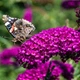 Саджанці Будлея Давида 'Роял Ред' (Buddleja davidii 'Royal Red') ) в 0.5л горщику - изображение 2