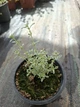 Саджанці Чебрецю лимонного «Сільвер Квін» (Thymus citriodorus Silver Queen) (Тим'ян) в 380 гр горщику - зображення 4