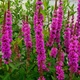 Саджанці Дербейника/плакуна Робін. (Lythrum salicaria Robin) в 380гр горщику - изображение 1