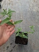 Саджанці Будлеї Давіда «Флютербі Пінк» (Buddleja davidii Flutterby Pink) в 0.5л горщику - изображение 3