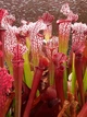 Рослина Сарраценія Sarracenia Хижа рослина дітка в горщику - изображение 7
