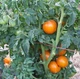 Семена помидора Карлик Оранжевая гордость (Dwarf Orange Pride) 50 семян - изображение 2
