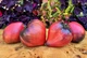 Насіння раннього помідора Вишневий сироп (Cherry Syrup) 5 насінин - зображення 3