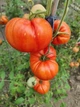 Семена сливовидного томата Груша из Абруцце "Pera d’Abruzzo" 15 семян - изображение 2