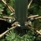 Сосна штучна Black Box Trees Edelman Charlton зелена 2,15м (8718861279368) - изображение 5