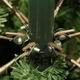Сосна штучна Black Box Trees Edelman Medford зелена 2,15м (8718861279887) - изображение 3